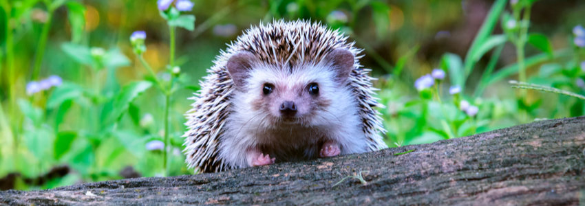 A hedgehog climbing over a log.